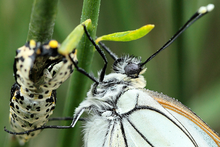 Aporia crataegi?